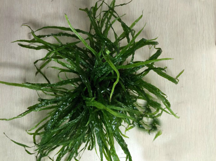 草缸水草种子,草缸造景用水草种子好吗