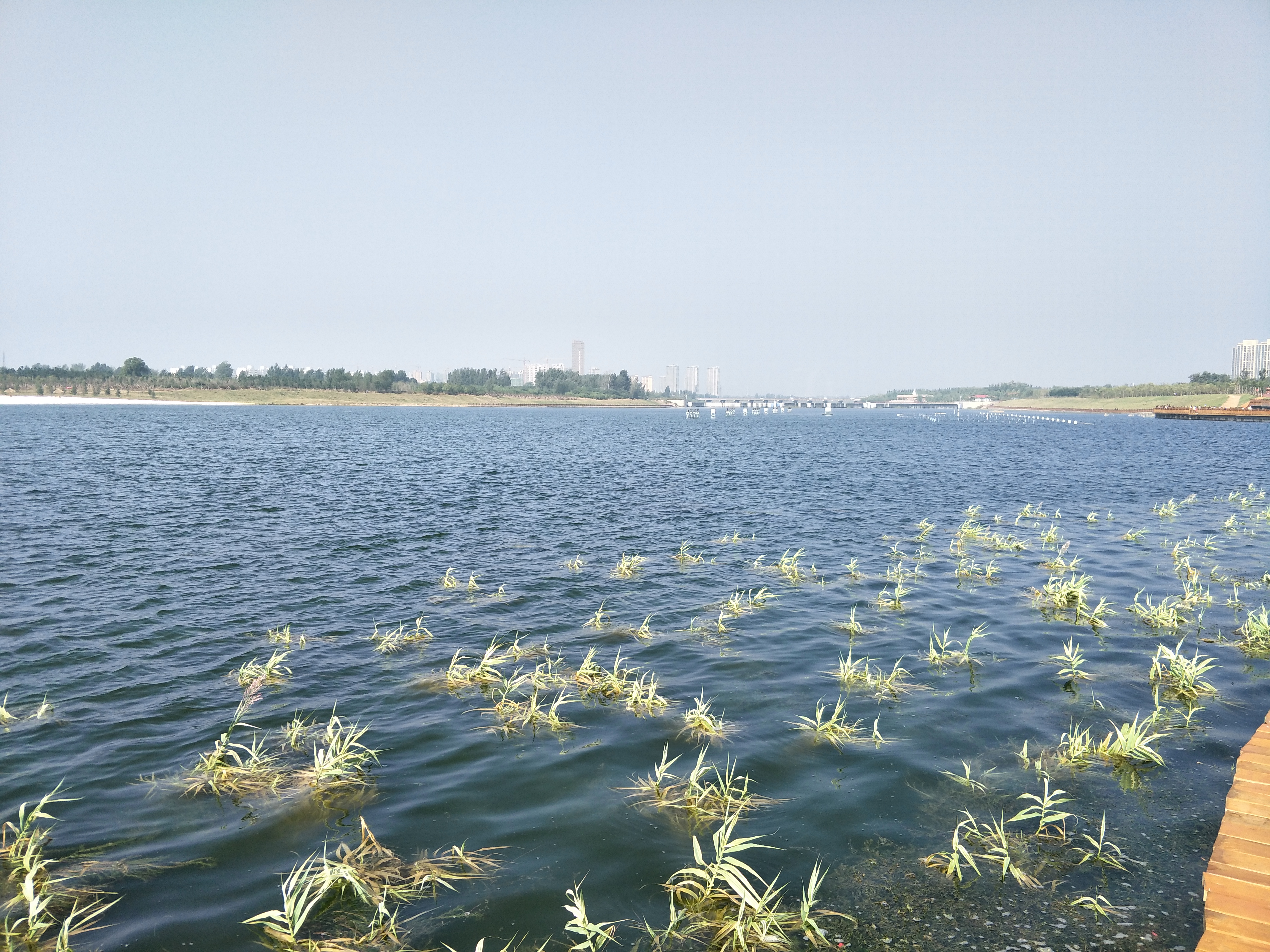 《淇河,我生命中的爱之恋》文/李红喜