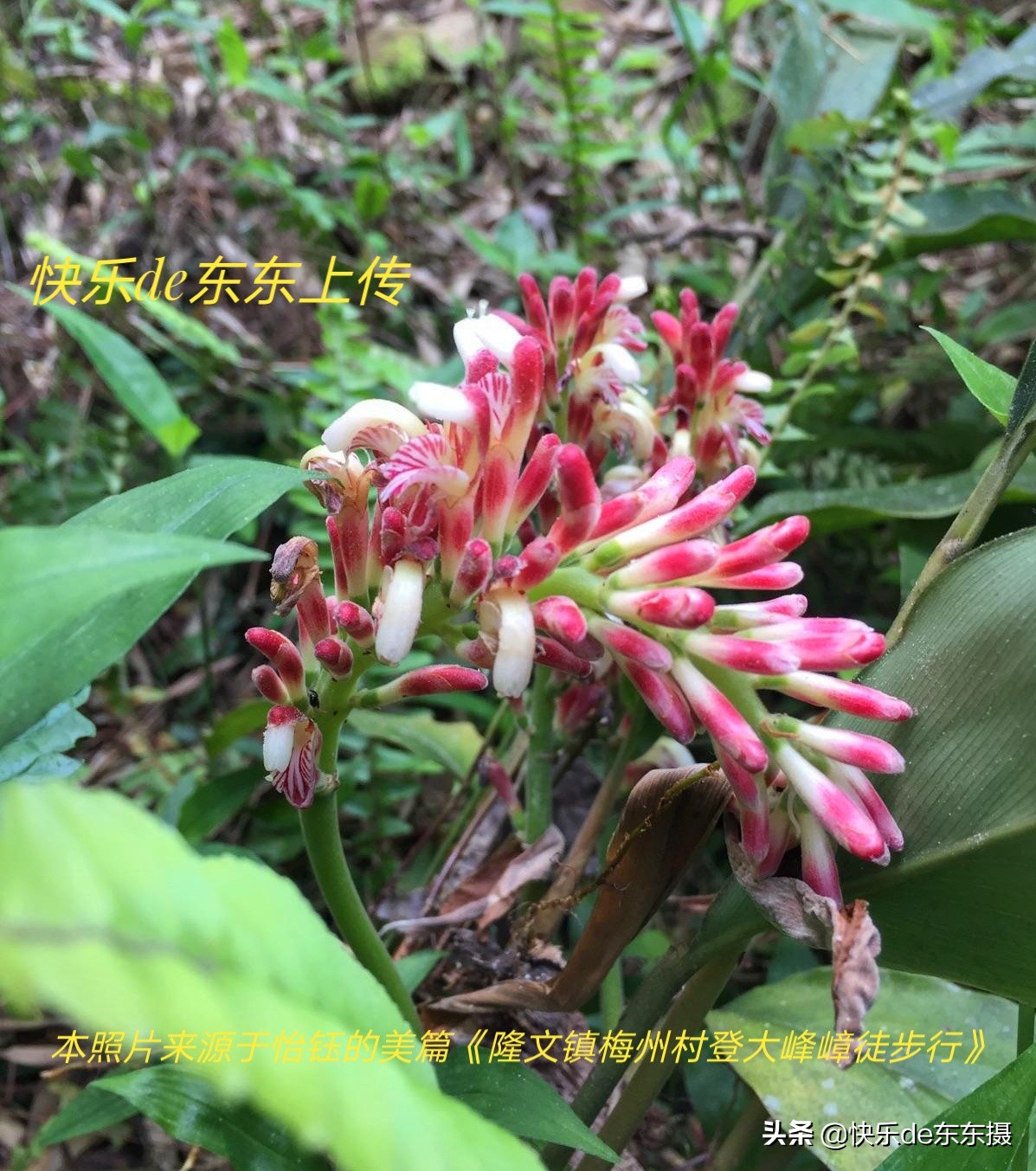 广东梅州千年古村,梅州市山青水秀