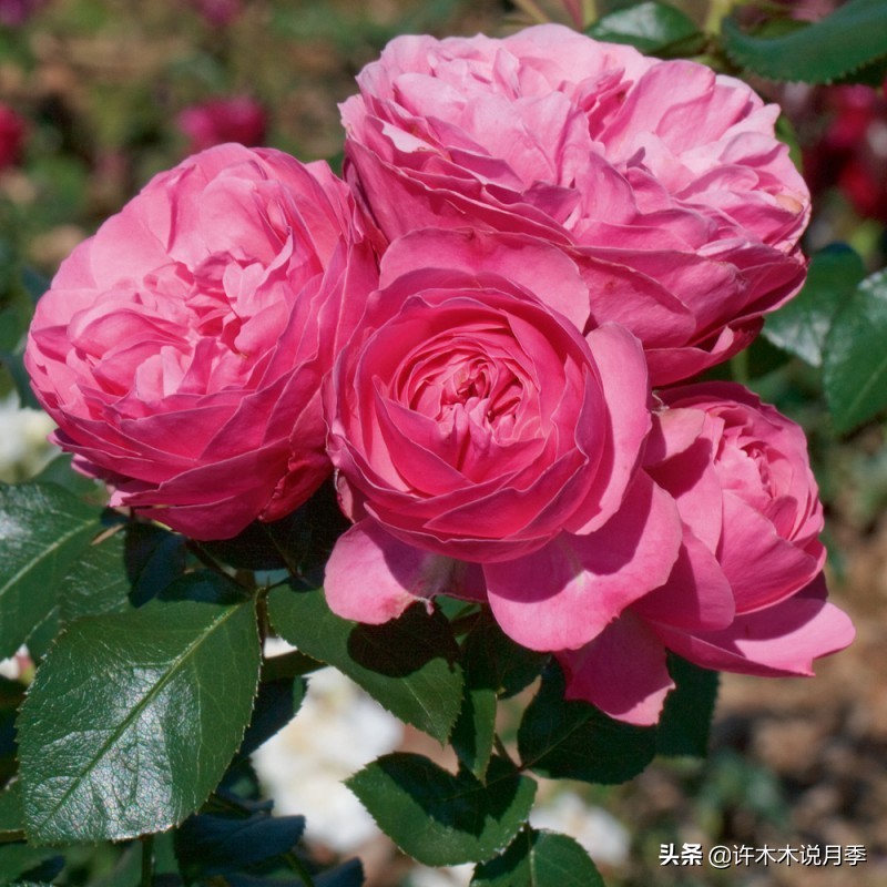 没钱别种欧月，有钱人才能种得起？木木教你用最少的钱种好欧月