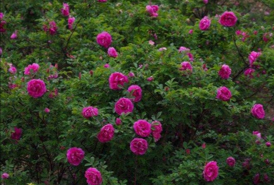 告白要送多少玫瑰花,表白可以送999朵玫瑰花吗