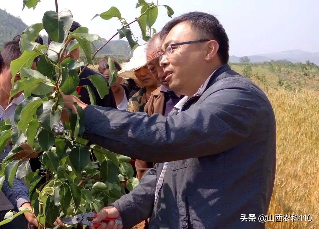 梨树枝干虫害图解大全,梨树四大病虫害防治办法