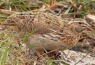 鹌鹑饲养需要喂药吗,饲养鹌鹑给他吃什么