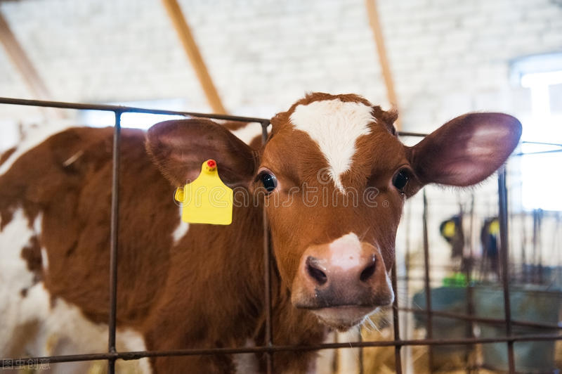 牛羊异食癖小康来支招,牛羊异食癖的防治