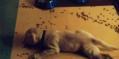 给不值钱的狗吃劣质狗粮,暴击正在撕咬的比特犬