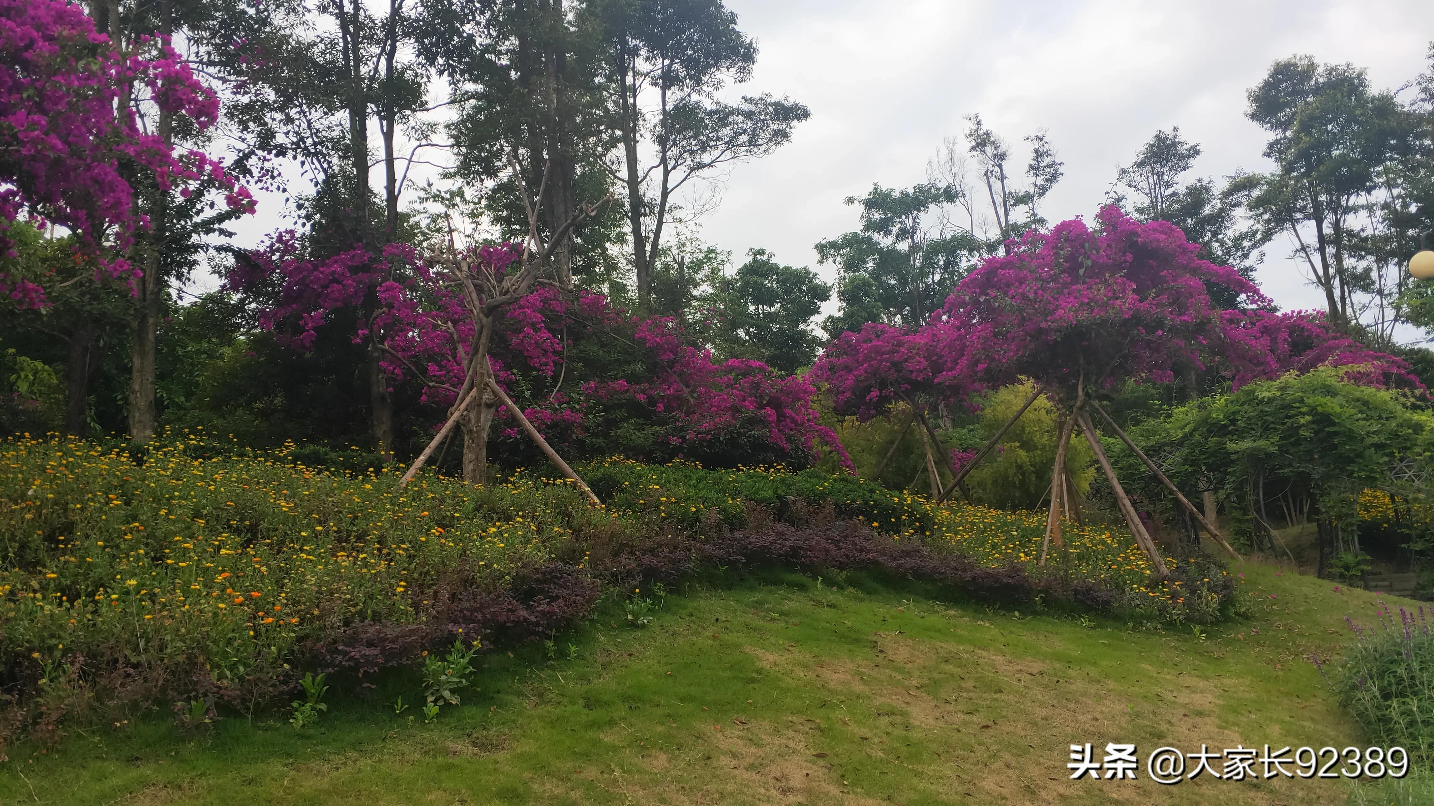 紫色的的英语,紫色的诗歌赏析