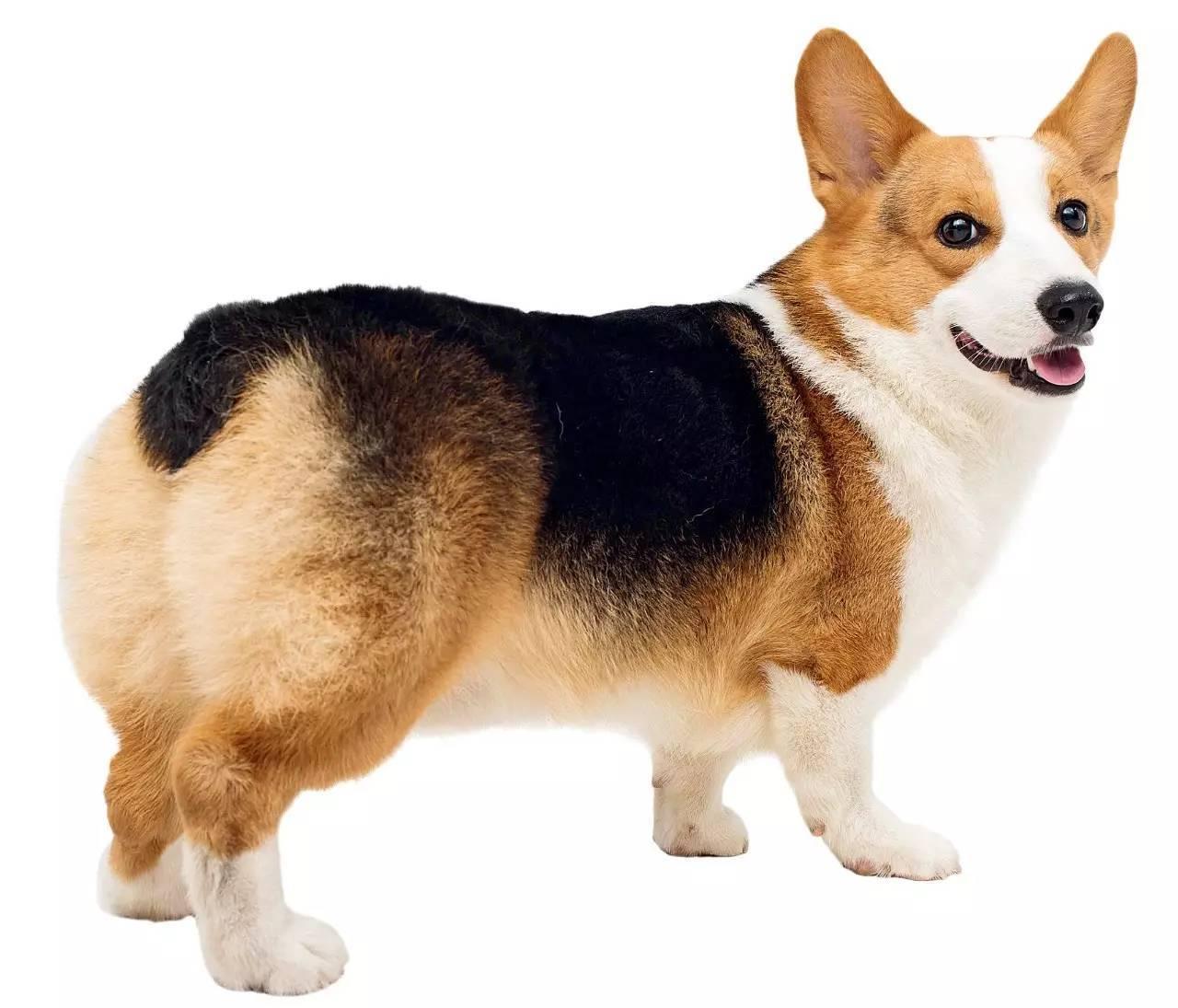 最齐全的狗狗品种介绍及图片,带你了解一下常见狗狗的品种