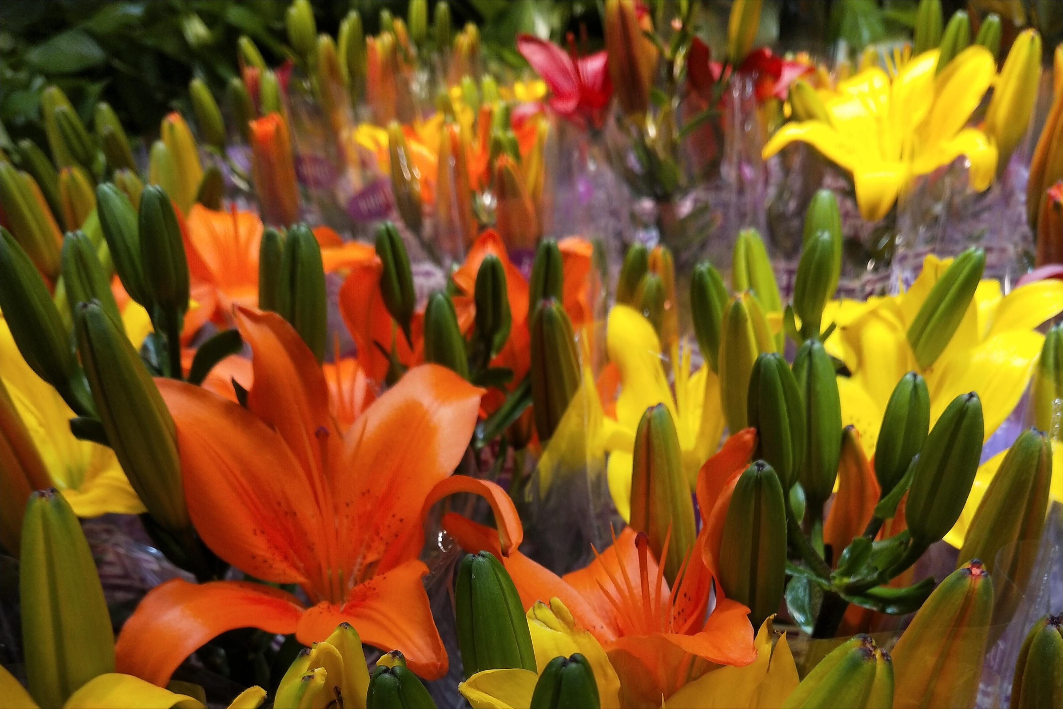 盆栽的百合怎么养最好,盆栽百合的养殖方法有哪些