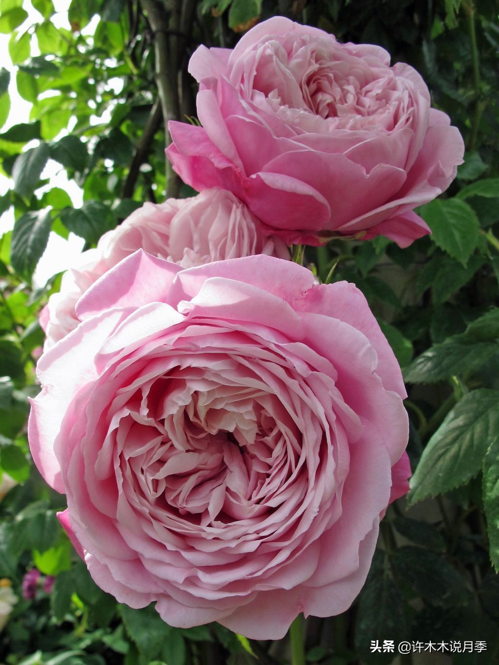 奥斯汀月季最佳品种,奥斯汀月季最好的品种