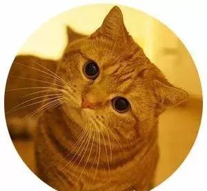 搜猫咪各种图片,世界猫咪图录