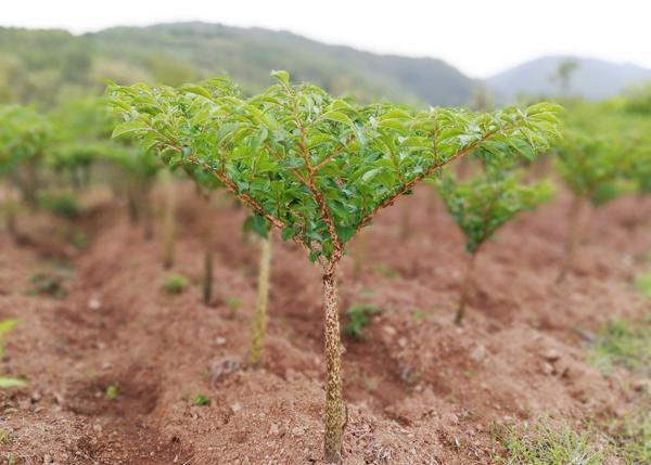 美食分享q弹软糯真的好吃,好吃又耐嚼的魔芋丝