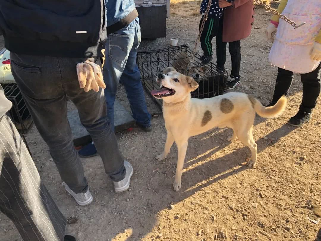 被狗贩子拐走了小狗卖到狗肉店,男子遛狗把狗卖到狗肉店