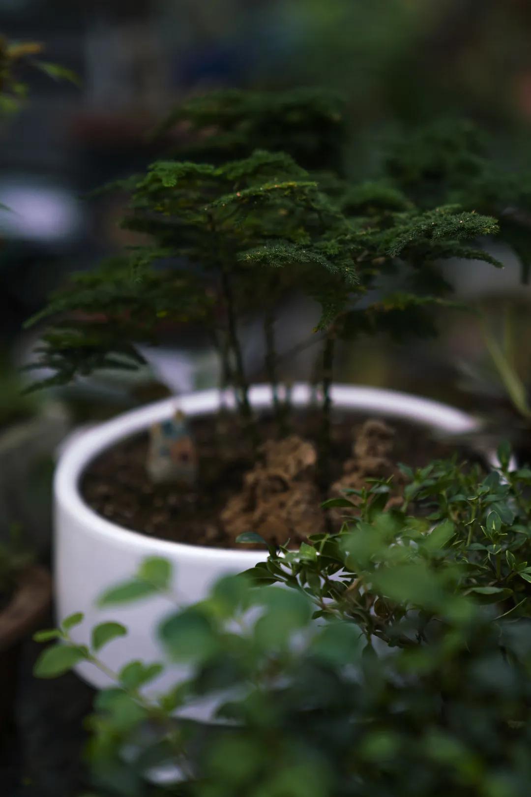 乌鲁木齐花市在哪里光明路附近,乌鲁木齐的花市在哪里