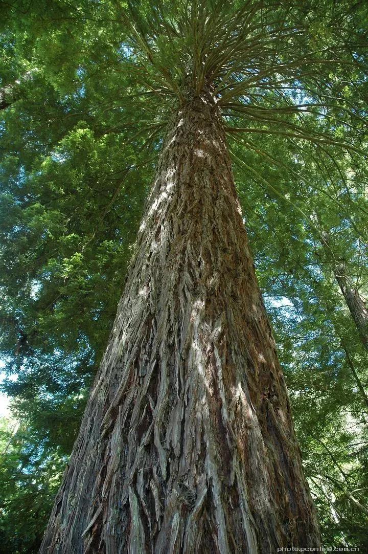 徐映珉||疏影映窗情思涌——品读刘光斌老师散文《好大一棵树》