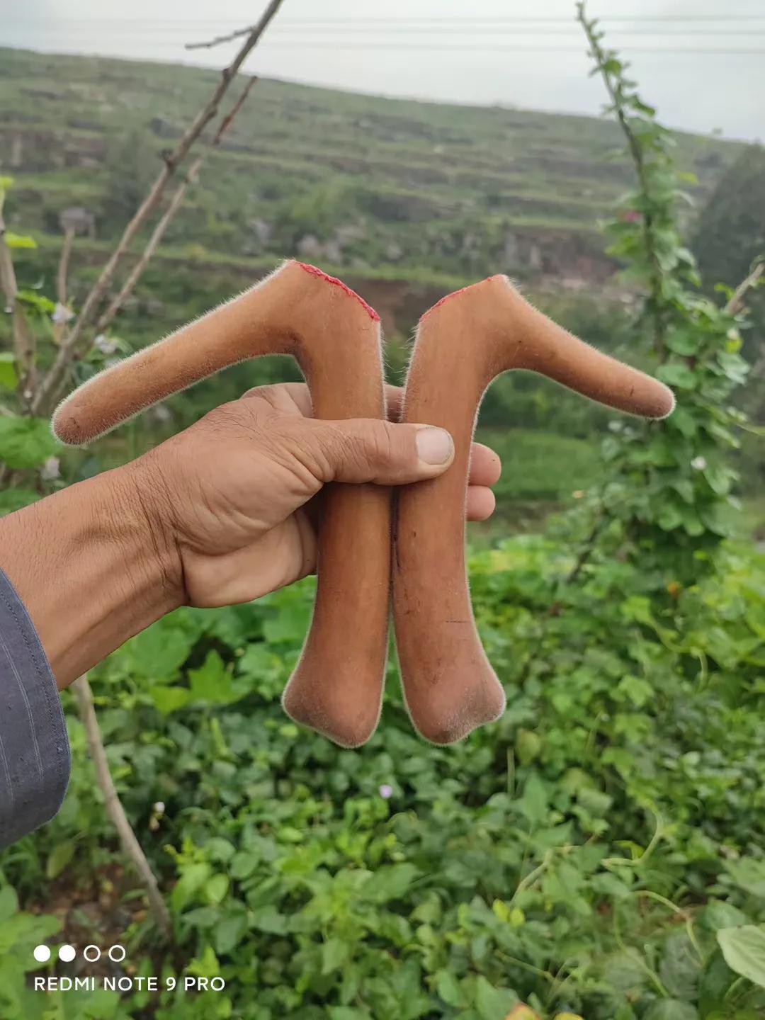 买鹿茸是鲜鹿茸好还是干鹿茸片好,鹿茸泡酒用长鹿茸好还是短鹿茸好