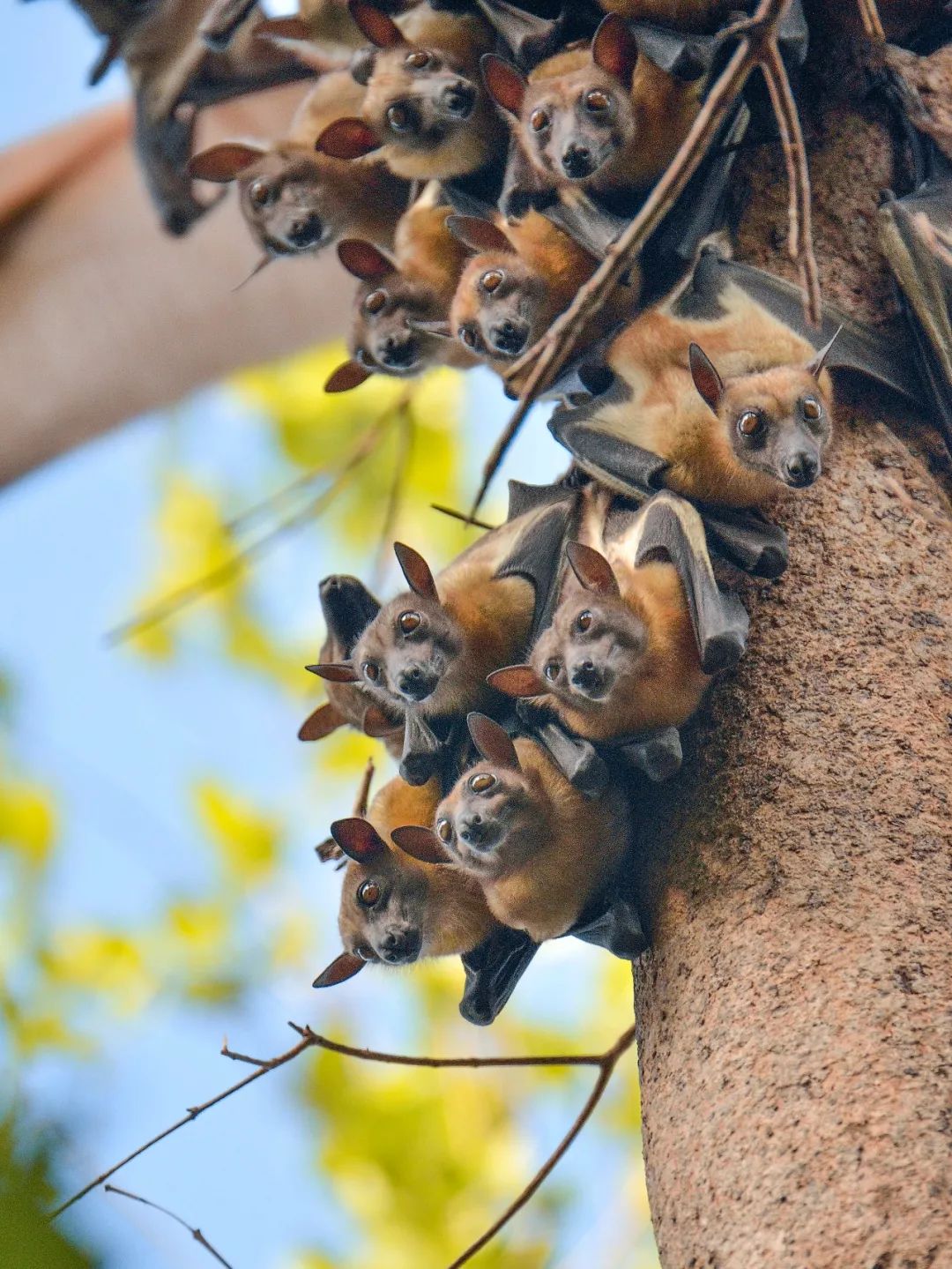 鍋囧鐥呮瘨鎰熸煋浜嗘垜,鍋囧鐥呮瘨鎰熸煋浜嗕綘