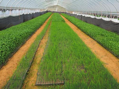 芦笋的种植方法详细教程,新疆优质芦笋苗种植时间和方法