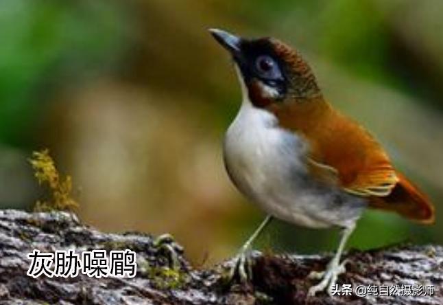 画眉品种有哪些,画眉科的鸟类大全