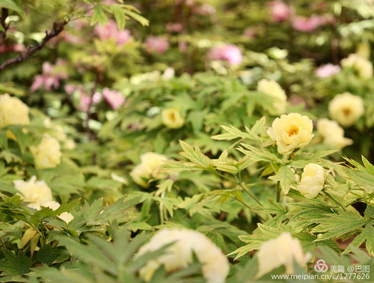 看洛阳牡丹花卉节,洛阳古都牡丹花展