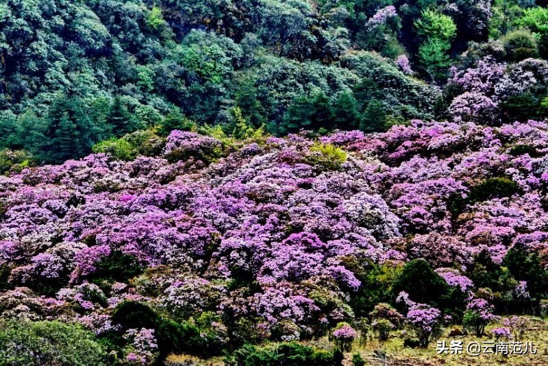 昆明周边五一去哪里,五一昆明周边搭帐篷