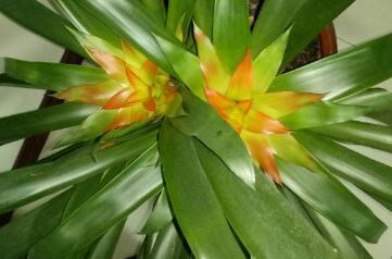 鸿运当头叶子发黄怎么治,鸿运当头叶子发黄干枯怎么修剪