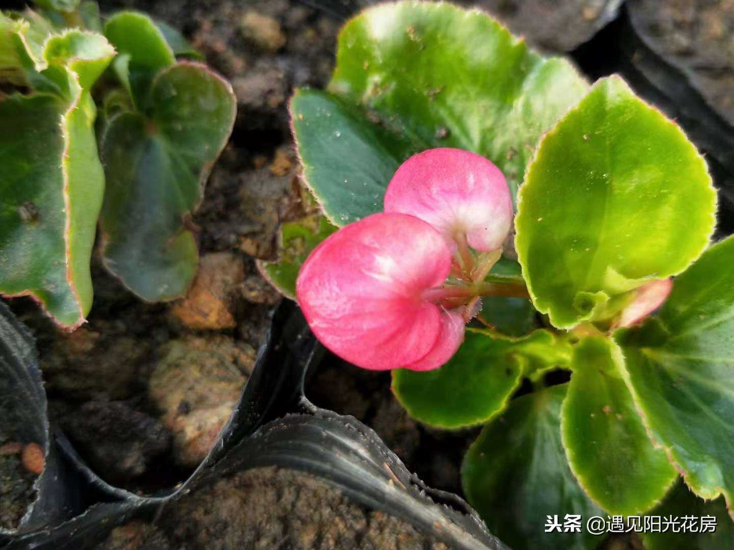 四季秋海棠的养殖方法和注意事项,四季秋海棠花开败了怎么处理