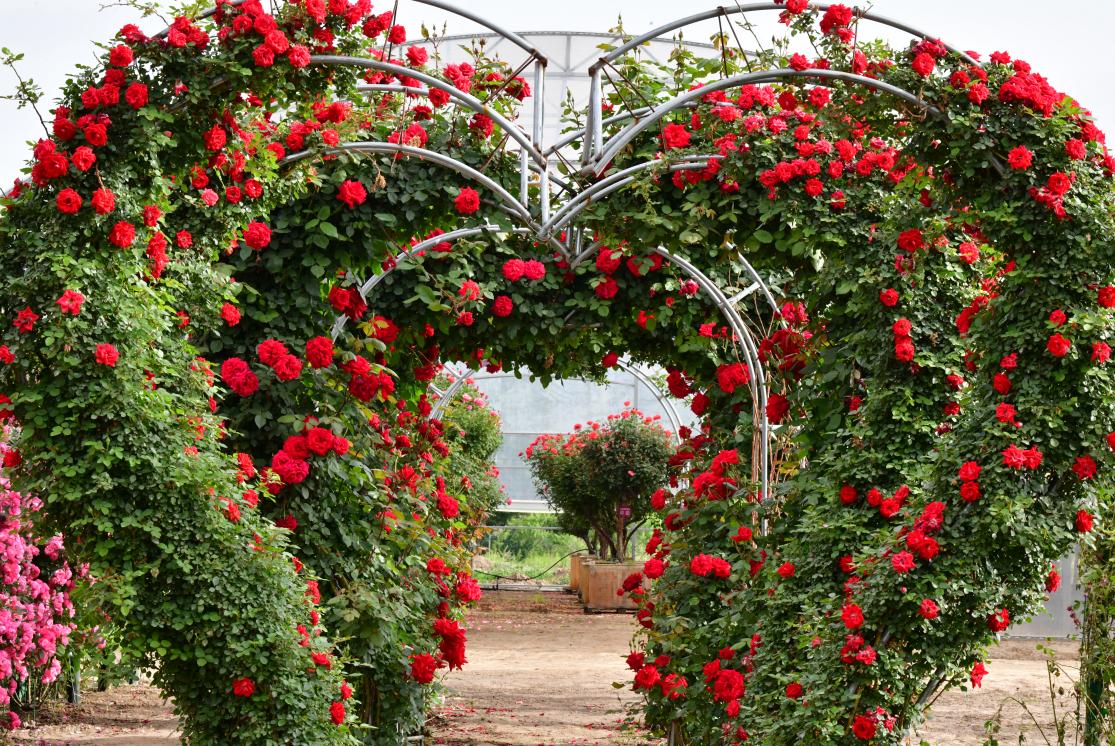 大兴月季园的月季有多少种,北京最大的月季基地在哪