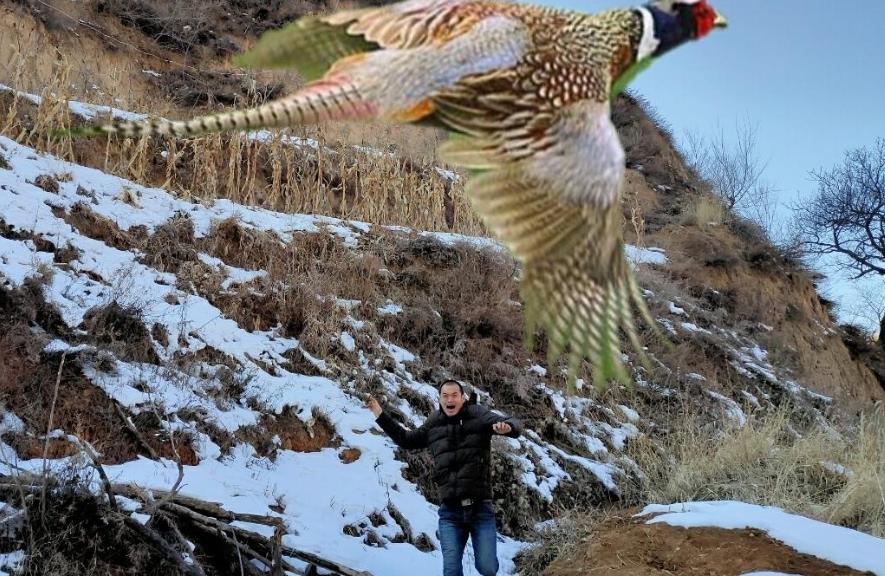 东北野鸡泛滥成灾的视频,东北野鸡泛滥成灾视频