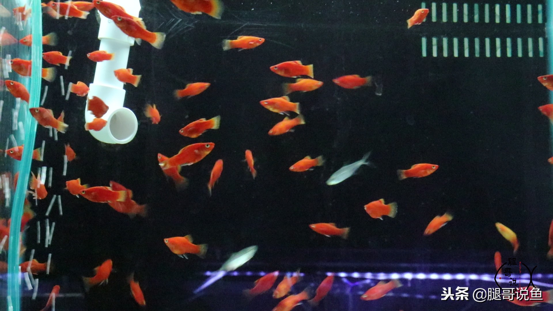 黑尾红月光可以和玛丽球鱼混养,适合新手养的纯黑色鱼