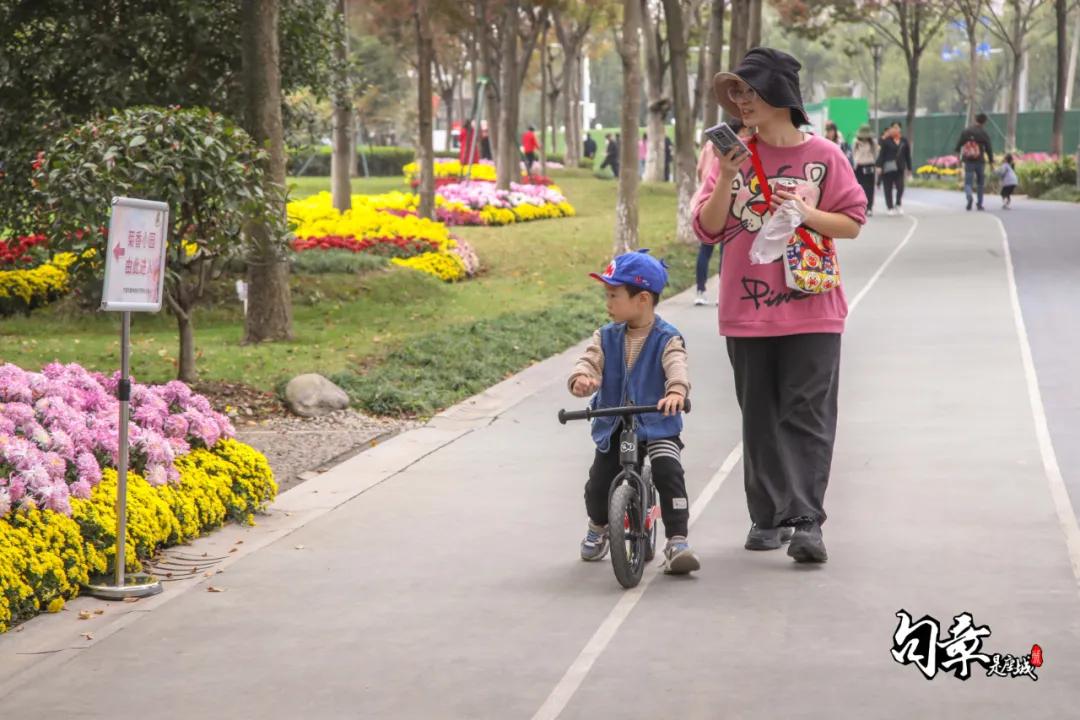 兴化千垛菊花海,广州海心沙菊花海