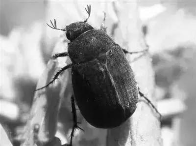 蔬菜苗期地下害虫防治,蔬菜害虫最佳防治方法