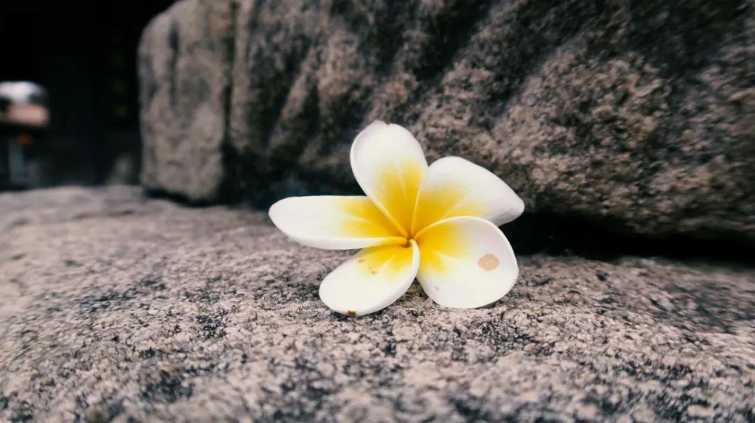 秋天的第一本书《爱如禅你如佛》情僧苏曼殊的红尘游历