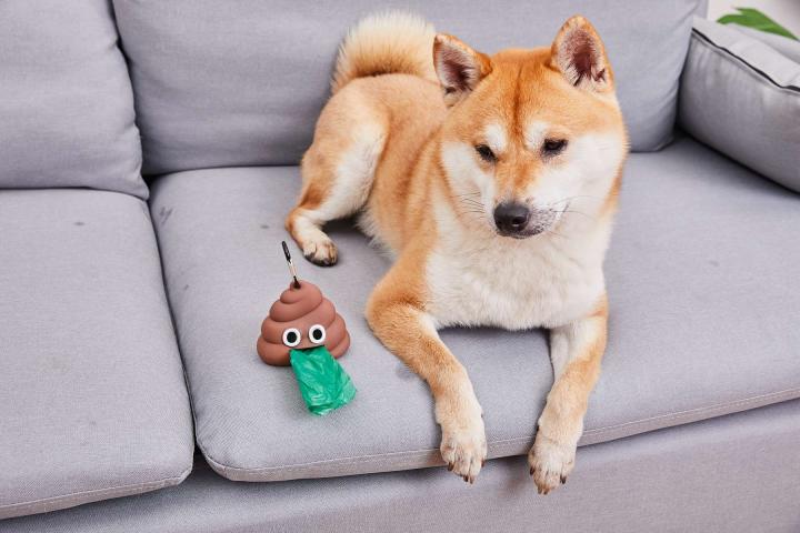 台风天遛狗太不友好了,台风天出门遛狗