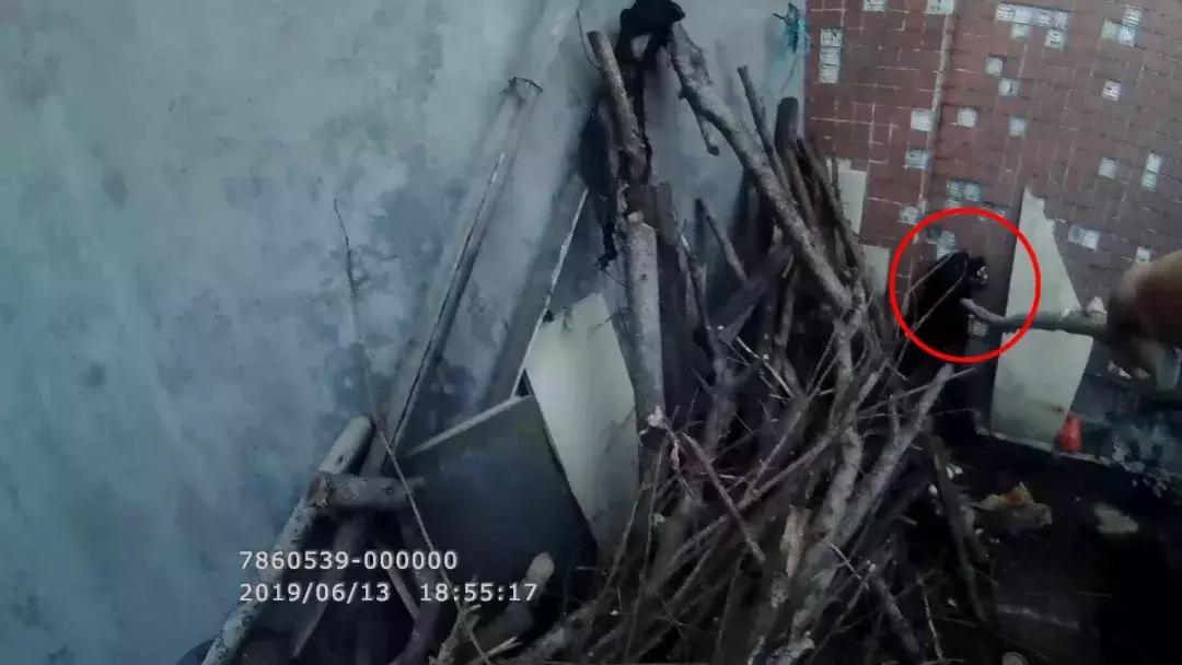 小区里出现疯狗,小区出现疯狗事件