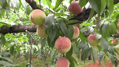 永乐艳红桃采摘,永乐黄桃采摘