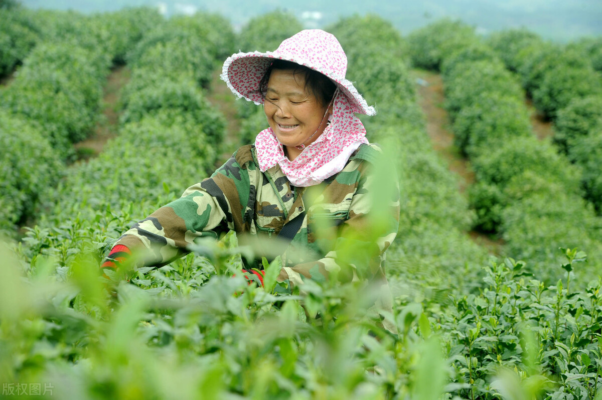 口疮最怕一味茶,顽固口疮最新特效药