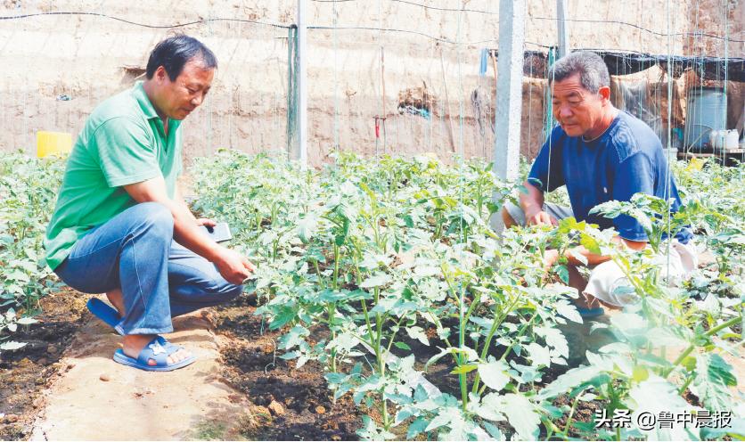 山东思远：“保姆式”服务让大棚蔬菜不愁卖