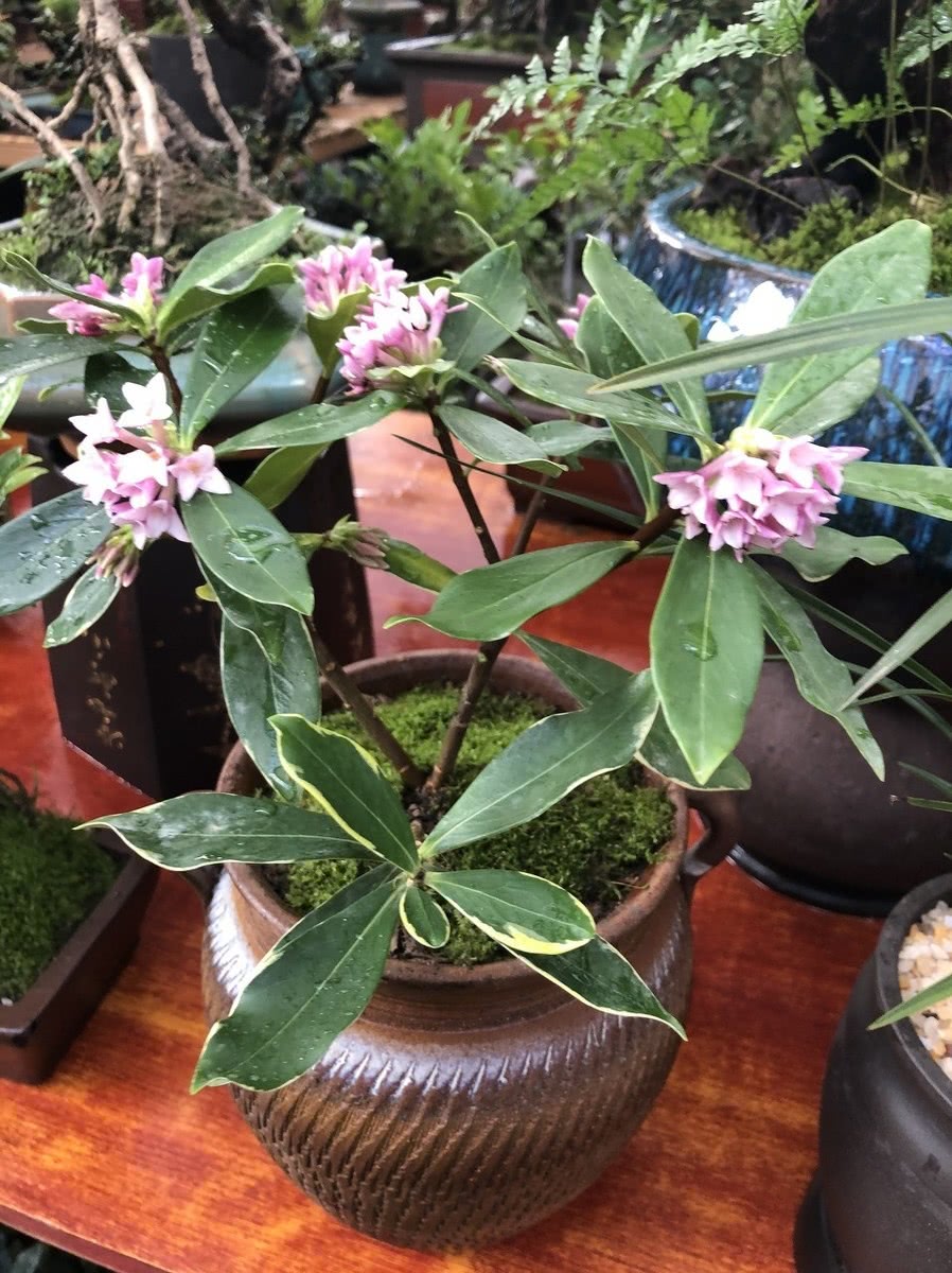 十月养什么盆栽最好,十月养这6种花建议穷养