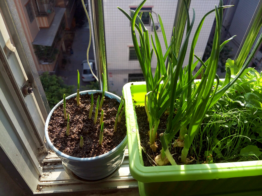 家里种蒜怎么浇水,家里种大蒜的方法