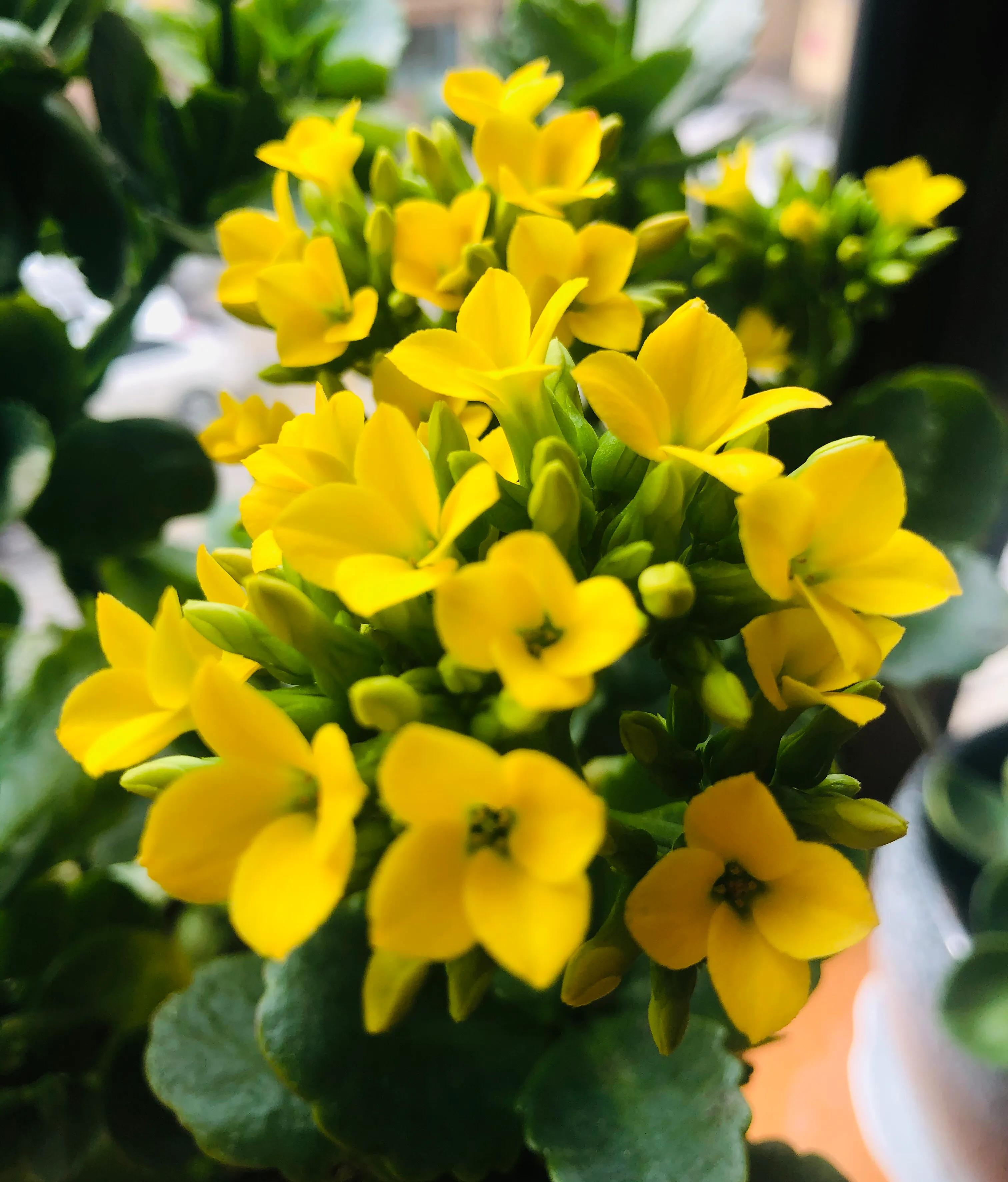 兰山絮语的作者,兰山话方言