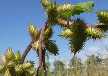 小时候常见又叫不上名的动植物,你们老家怎么说?满满的童年回忆