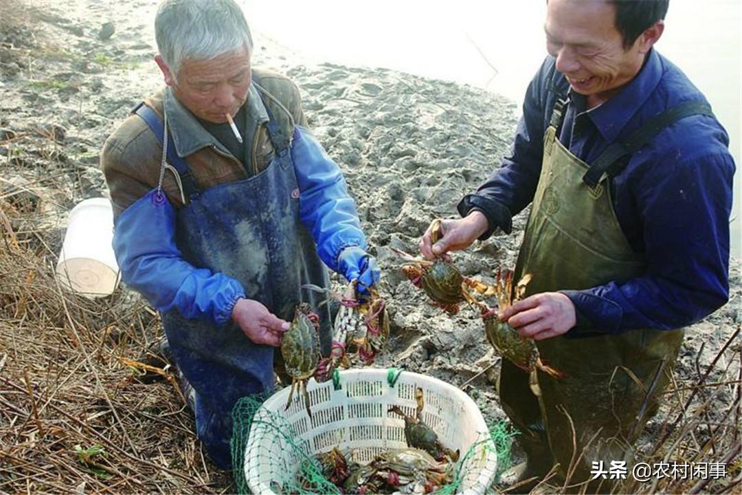 螃蟹好养吗利润怎么样,螃蟹好养吗