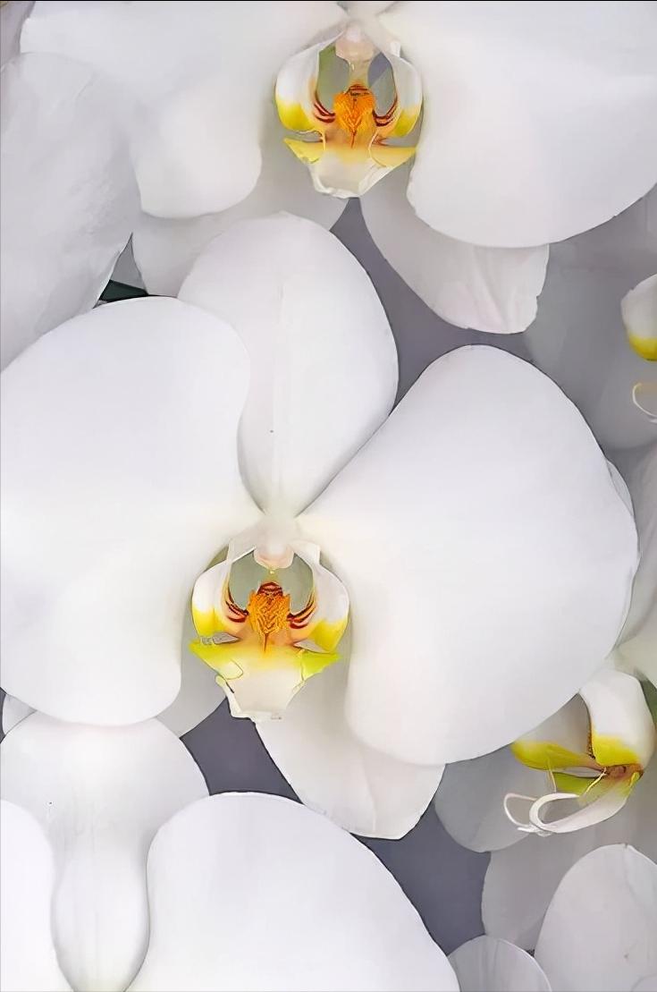 看芦头辨兰花种类,野生兰花种类图片