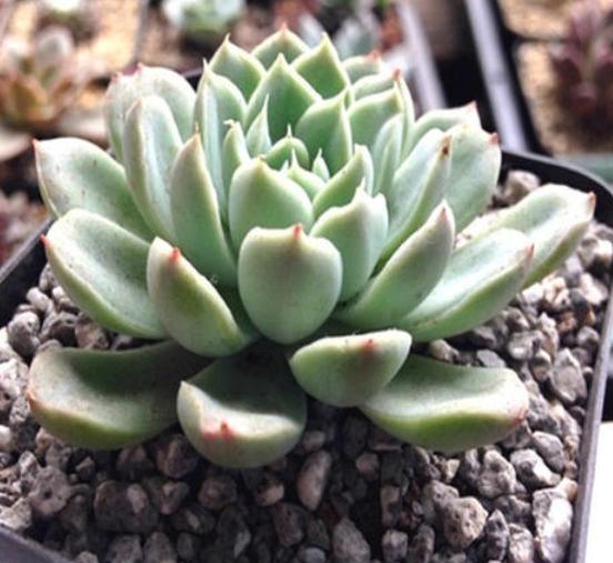 用石头养多肉,白色麦饭石养多肉