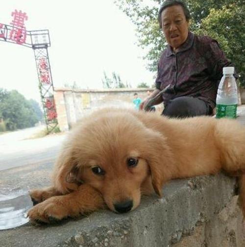 男子花50元买的土狗,800买一只土狗长大后发现错得离谱