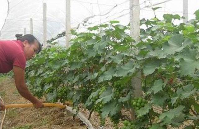 葡萄日灼病是什么病,葡萄日灼病症状比较少的品种