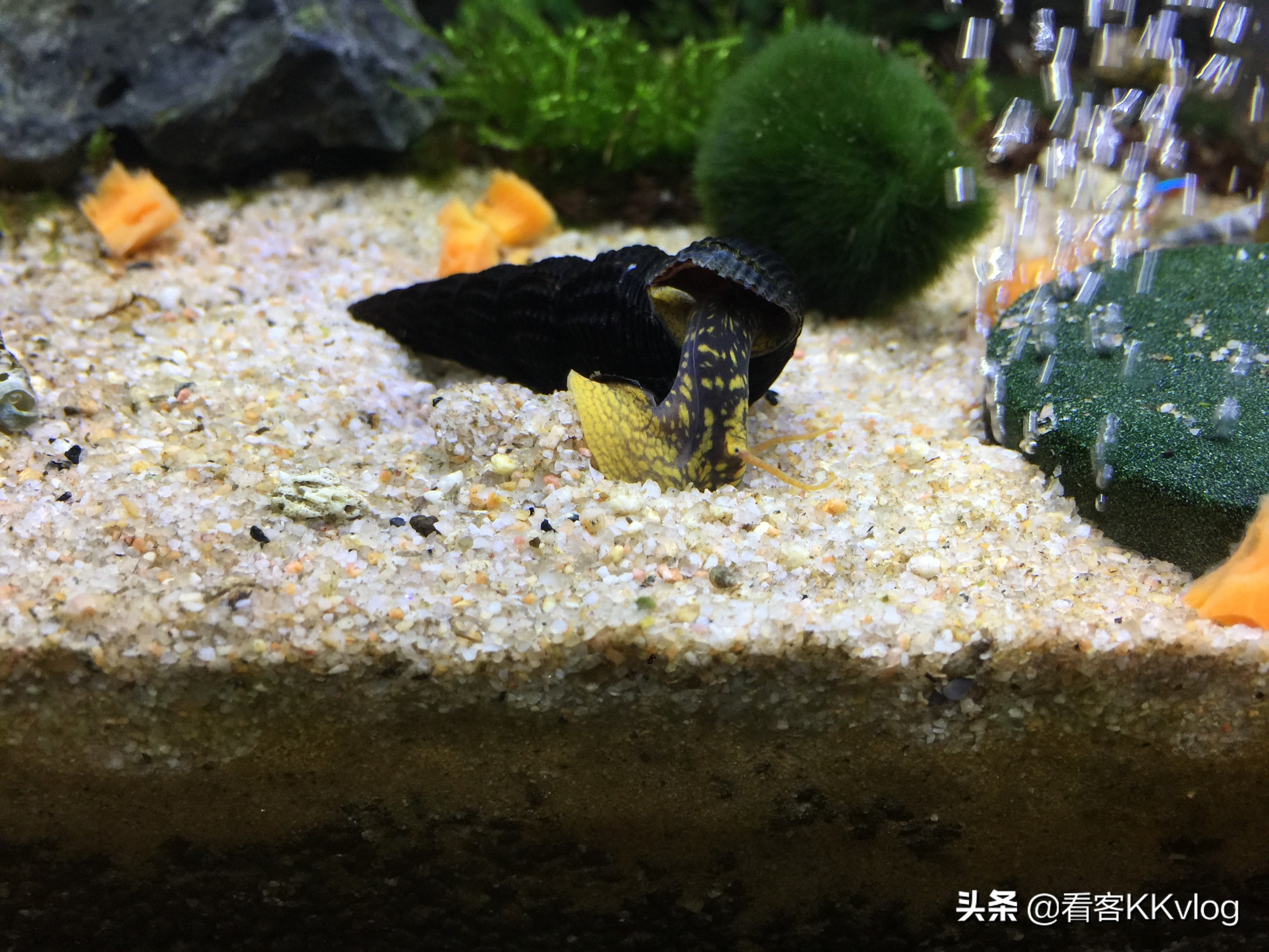 观赏螺卵图鉴,观赏螺的卵怎么养