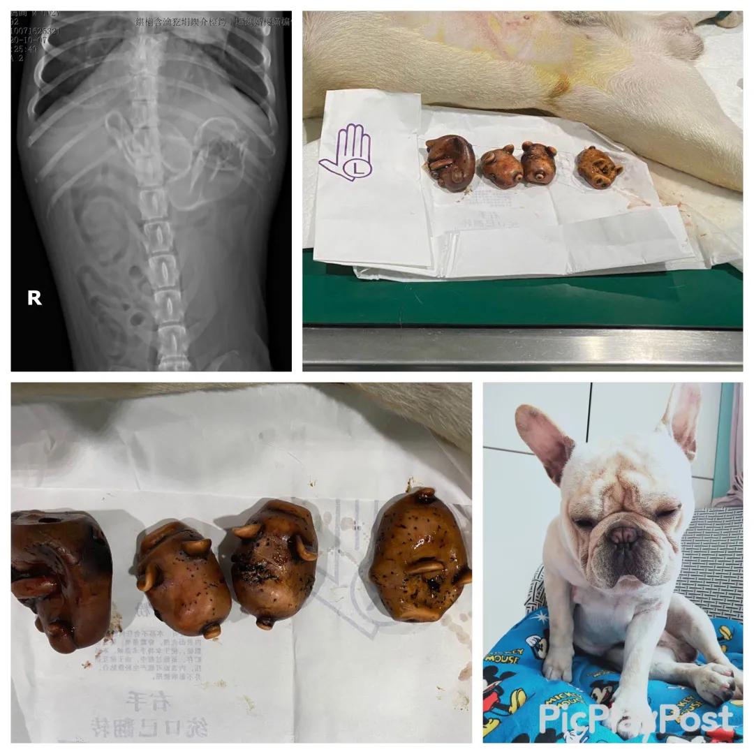 狗狗异物划伤肠道症状,狗狗吃什么润滑肠道利于异物排出