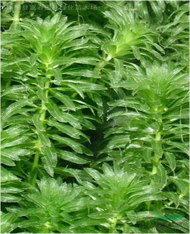 水草常见问题,常见鱼缸水草