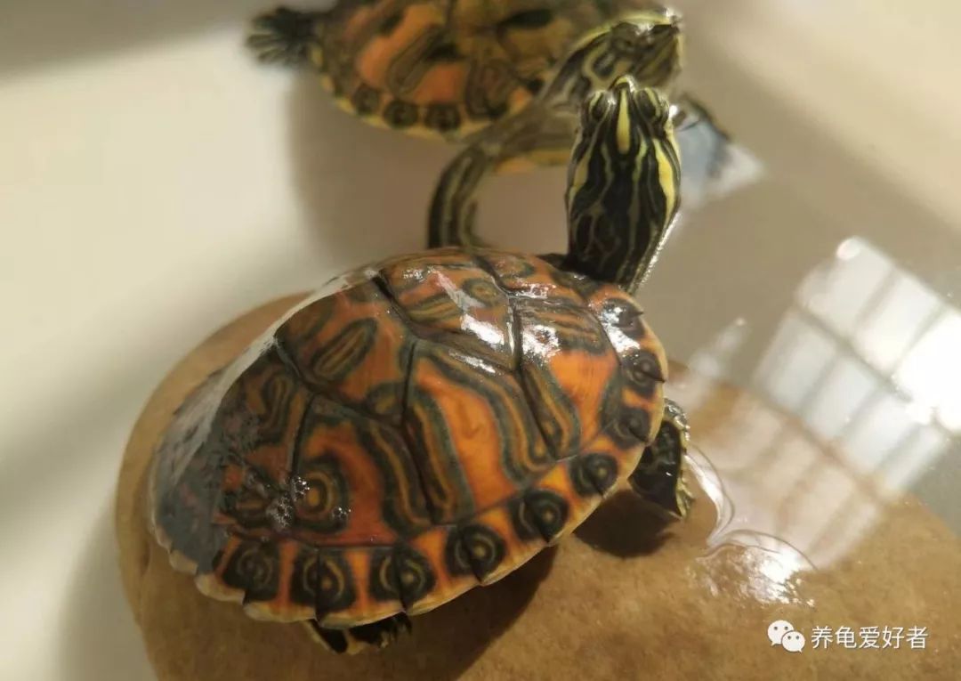 怎么养龟才是正确的方式,养龟怎么才能养得好